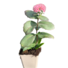Sedum Sedum 'Matrona' Sedum Sedum 'Matrona'