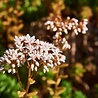 Sedum Sedum album 'Coral Carpet' Sedum Sedum album 'Coral Carpet'