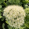 Sedum Sedum spectabile 'Iceberg' Sedum Sedum spectabile 'Iceberg'