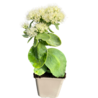 Sedum Sedum spectabile 'Iceberg' Sedum Sedum spectabile 'Iceberg'