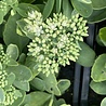 Sedum Sedum spectabile 'Iceberg' Sedum Sedum spectabile 'Iceberg'