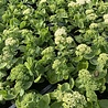 Sedum Sedum spectabile 'Iceberg' Sedum Sedum spectabile 'Iceberg'