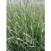 Sesleria autumnalis