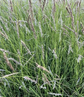 Sesleria autumnalis