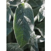 Stachys byzantina