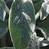 Stachys Stachys byzantina Stachys Stachys byzantina
