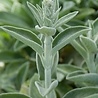 Stachys Stachys byzantina 'Big Ears' Stachys Stachys byzantina 'Big Ears'