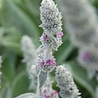 Stachys Stachys byzantina 'Big Ears' Stachys Stachys byzantina 'Big Ears'