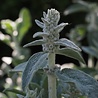Stachys Stachys byzantina 'Silver Carpet' Stachys Stachys byzantina 'Silver Carpet'