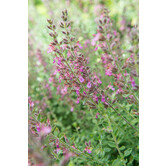 Teucrium lucidrys