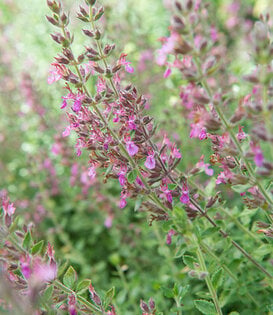 Teucrium lucidrys