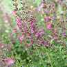 Teucrium Teucrium lucidrys Teucrium Teucrium lucidrys