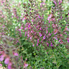 Teucrium Teucrium lucidrys Teucrium Teucrium lucidrys