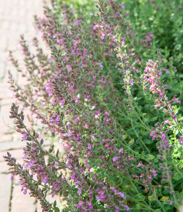 Teucrium Teucrium lucidrys