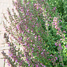 Teucrium Teucrium lucidrys Teucrium Teucrium lucidrys