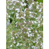 Thymus praecox 'Albiflorus'