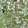 Thymus Thymus praecox 'Albiflorus' Thymus Thymus praecox 'Albiflorus'