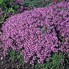 Thymus Thymus praecox 'Coccineus' Thymus Thymus praecox 'Coccineus'