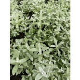 Thymus vulgaris