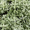 Thymus Thymus vulgaris Thymus Thymus vulgaris