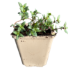 Thymus Thymus vulgaris Thymus Thymus vulgaris