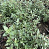 Thymus Thymus vulgaris Thymus Thymus vulgaris