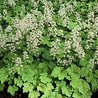 Tiarella Tiarella cordifolia Tiarella Tiarella cordifolia