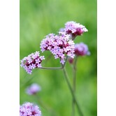 Verbena bonariensis 'Lollipop'