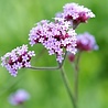 Tiarella Verbena bonariensis 'Lollipop' Tiarella Verbena bonariensis 'Lollipop'