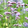 Tiarella Verbena bonariensis 'Lollipop' Tiarella Verbena bonariensis 'Lollipop'