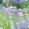 Verbena Verbena bonariensis Verbena Verbena bonariensis
