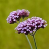 Verbena Verbena bonariensis Verbena Verbena bonariensis