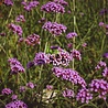 Verbena Verbena bonariensis Verbena Verbena bonariensis