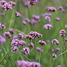 Verbena Verbena bonariensis Verbena Verbena bonariensis