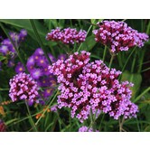 Verbena rigida