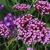 Verbena Verbena rigida Verbena Verbena rigida