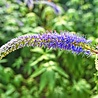 Veronica Veronica longifolia 'Blauriesin' Veronica Veronica longifolia 'Blauriesin'