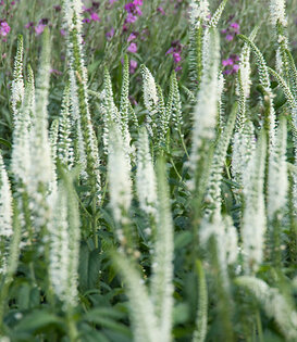 Veronica longifolia 'Schneeriesin'