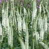 Veronica Veronica longifolia 'Schneeriesin' Veronica Veronica longifolia 'Schneeriesin'