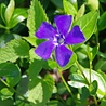 Vinca Vinca major Vinca Vinca major