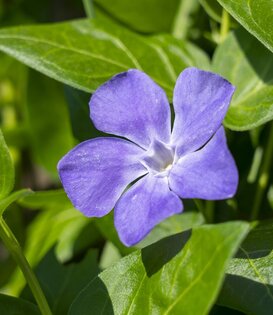 Vinca minor