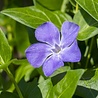 Vinca Vinca minor Vinca Vinca minor