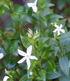 Vinca minor 'Alba'