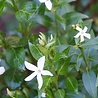 Vinca Vinca minor 'Alba' Vinca Vinca minor 'Alba'