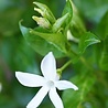 Vinca Vinca minor 'Alba' Vinca Vinca minor 'Alba'