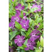 Vinca minor 'Atropurpurea'