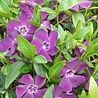 Vinca Vinca minor 'Atropurpurea' Vinca Vinca minor 'Atropurpurea'