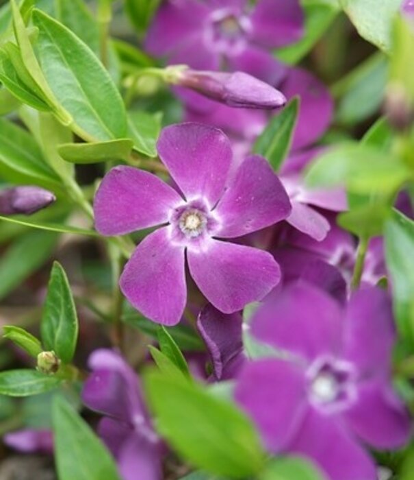 Vinca Vinca minor 'Atropurpurea'