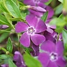 Vinca Vinca minor 'Atropurpurea' Vinca Vinca minor 'Atropurpurea'