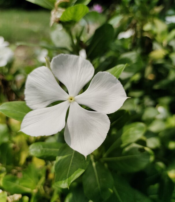 Vinca Vinca minor 'Gertrude Jekyll'